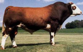 海福特牛