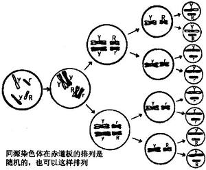 同源染色體