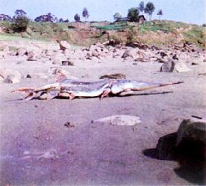 Chinese paddlefish