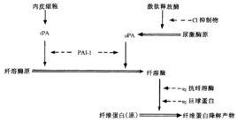 纖溶酶原激活劑