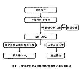 拉布立酶