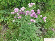 東北風毛菊