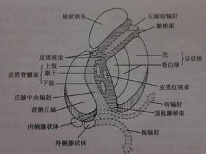 內囊模式圖