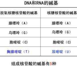 核鹼基