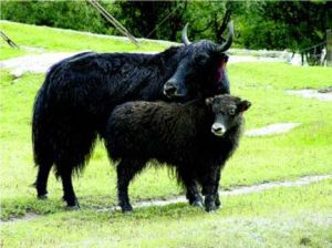 Wild Yak