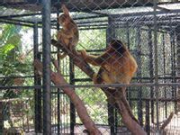 海南熱帶野生動物園猴山