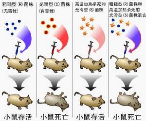 格里菲斯實驗圖解