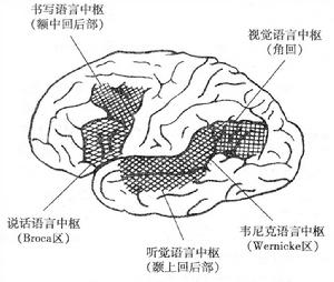 語言區