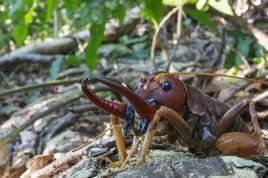 Motuweta isolata