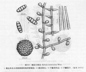 微齒小煤炱