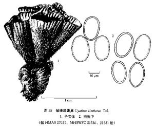 皺緣黑蛋巢