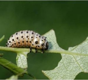 楊葉甲Chrysomela populi 老齡幼蟲