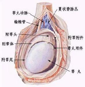 尿頻