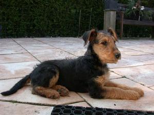 Airedale Terrier