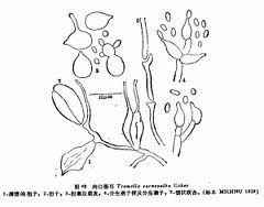 短枝小煤炱