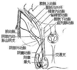 直疝