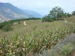 大板登村玉米種植業