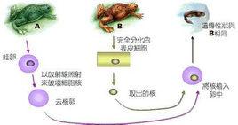 生物克隆技術