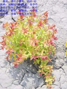 乳突繡線菊（原變種）