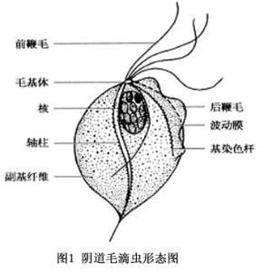 毛滴蟲病