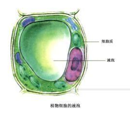 細胞質流動