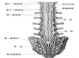 脊髓馬尾受累
