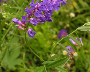 山野豌豆 