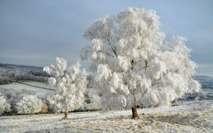 雪景