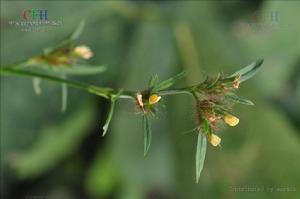 蓋亞那筆花豆