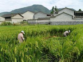 田心社區[雲南省保山騰衝縣騰越鎮田心社區村民委員會]