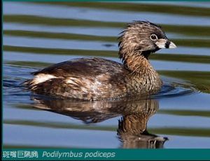 斑嘴巨鸊鷉 Podilymbus podiceps