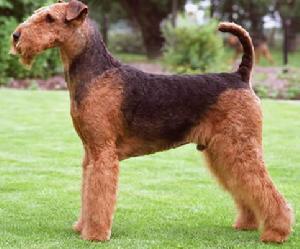 愛爾德梗Airedale Terrier