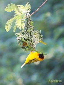 黃胸織布鳥