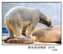 新加坡動物園