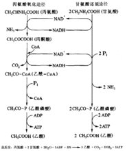 底物水平磷酸化