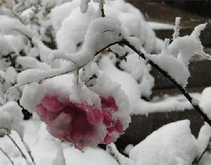 雪中的玫瑰