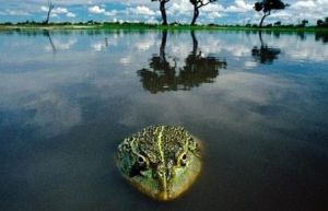 Lithobates catesbeiana(Shaw)