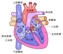 心音與心臟血流動力