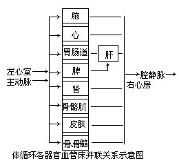 器官血流量