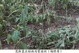 芝麻莖點枯病