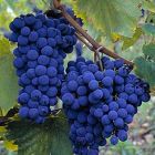 基安蒂的葡萄品種“桑嬌維賽”