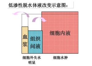 脫水療法