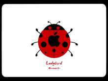 lady bird