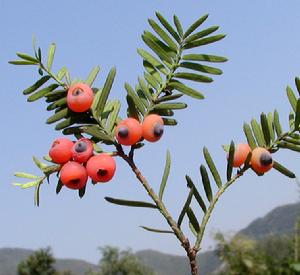 （圖）紅豆杉