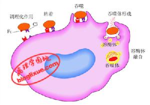 急性炎症