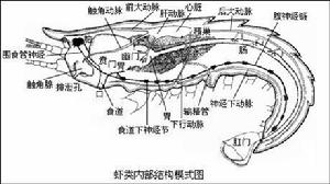 開管式循環