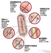 糖肽類抗生素