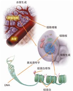 血管生成抑制因子