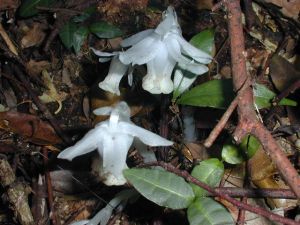 Monotropa uniflora