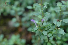 大花腋花黃芩